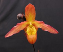 Phrag Inca Embers WINFIELD