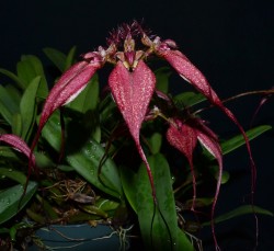 Bulbophyllum rothschilianum