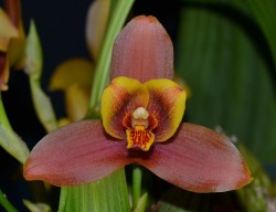 Lycaste Paul