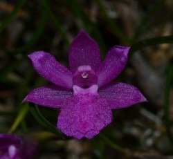 Neolauchea pulchella