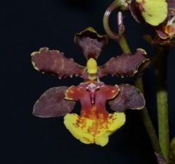 Trichocentrum Walnut Valley