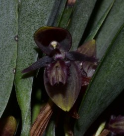 Talpinaria bivalvis