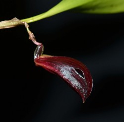 Zootrophion atropurpureum