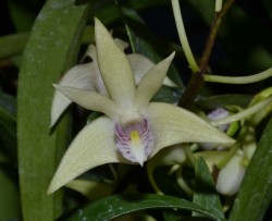 Dendrobium Andrew Rinke