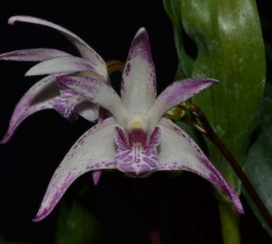Dendrobium Walnut Valley Elma