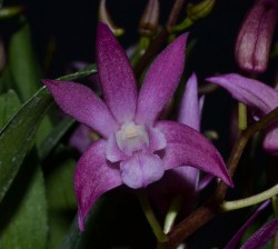 Dendrobium Walnut Valley Pinterry
