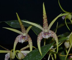 Dendrobium Walnut Valley Star