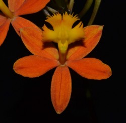 Epidendrum Sally Dickinson 