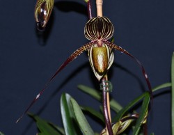 Paph Saint Swithin