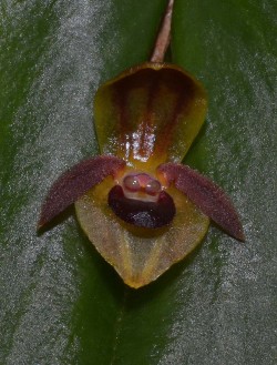 Pths Acronia monocardia