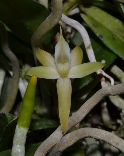 Angcm erectum