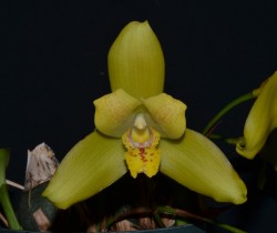 Lycaste Walnut Valley