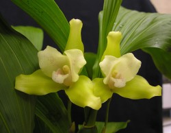 Lycaste macrobulbon