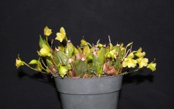 Lycaste campbellii 