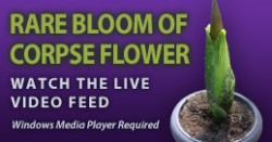 Corpse Flower Video Link