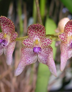 Bulbophyllum guttulatum