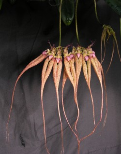 Bulbophyllum Lovely Elizabeth