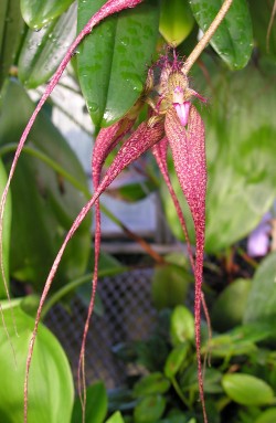 Bulbophyllum Lovely Elizabeth