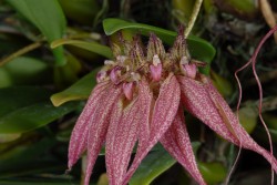 Bulbophyllum Lovely Elizabeth
