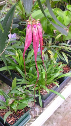 Bulbophyllum Melting Point