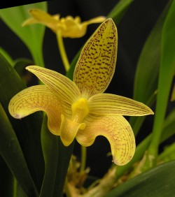 Bulbophyllum palawanense