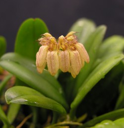 Bulbophyllum flabelloveneris