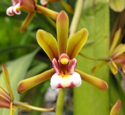 Cymbidium finlaysonianum