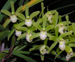 Cymbidium Yashmak