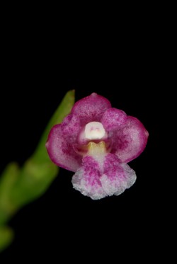 Dendrobium rosellum