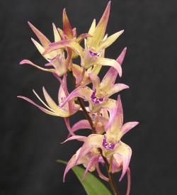 Dendrobium Walnut Valley Cassie 