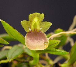 Epidendrum maxthompsonianum