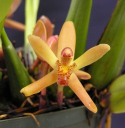 Maxillaria rufescens