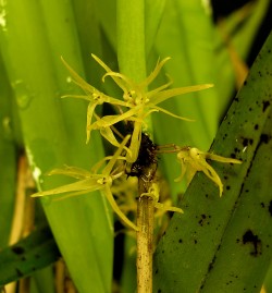 Myoxanthus exasperatus