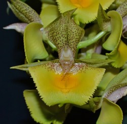 Catasetum Spotted Dragon