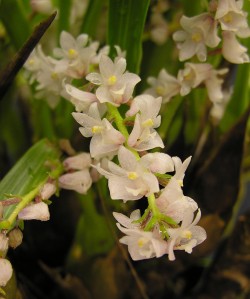 Eria spicata