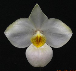 Paph Hsinying Armanda