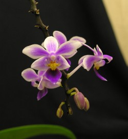 Phal equestris 4N