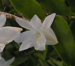 Dendrobium crumenatum