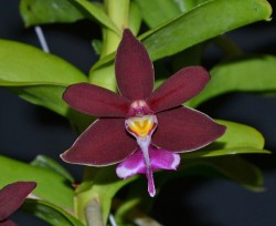 Trichoglottis philippinensis var brachiata