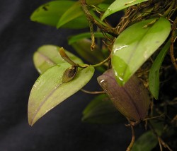 Acianthera) saundersiana Bryon