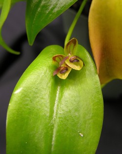 Pths (Acronia) archidiaconi 