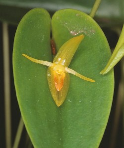 Pths (Acronia) scabrilinguis