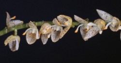Pths (Antenniferae) penduliflora