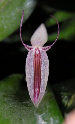 Pths (Lindleyalis) hemirhoda