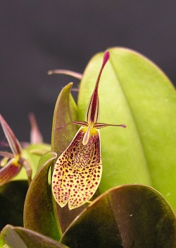 Restrepia contorta