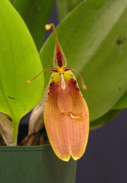 Restrepia cuprea