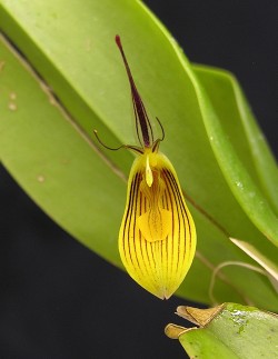 Restrepia falkenbergii 