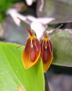 Restrepia mohrii