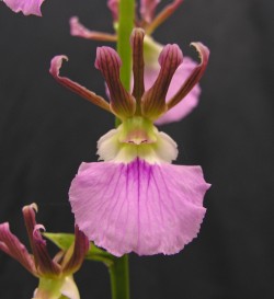 Eulophia guineensis