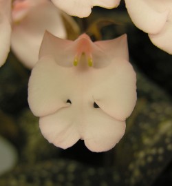 Habenaria carnea